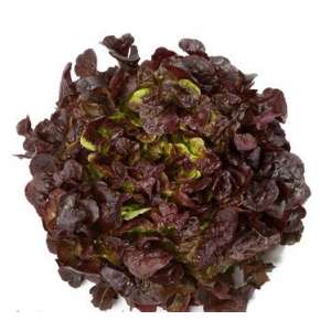 Мурай - сорт дуболистного салату, червоний, RijK Zwaan (Рийк Цваан), Голландія фото, цiна